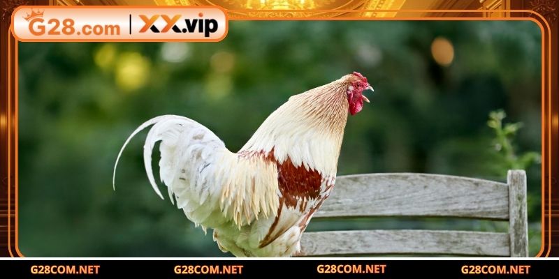 Cách xác định giống gà đạt chuẩn trước khi nuôi gà đòn