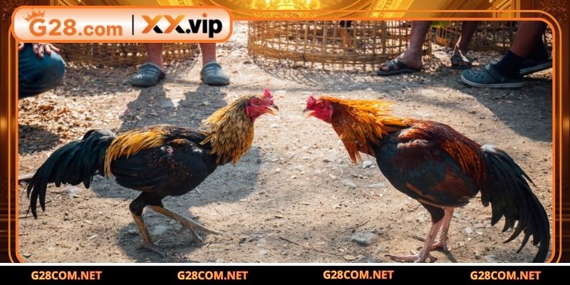 Chiến lược lựa chọn gà là điều then chốt