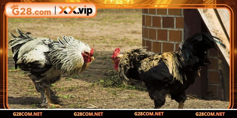 Giải mã dị tướng linh kê hiếm gặp