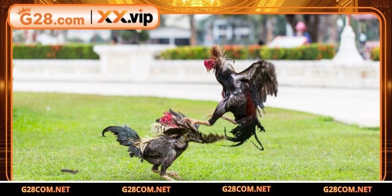 Mẹo nhận biết dị tướng linh kê chuẩn