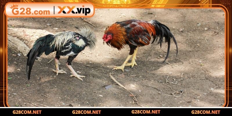 Yếu tố quyết định thể lực và sức bền cho gà đòn